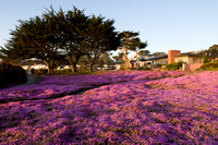 Pacific Grove