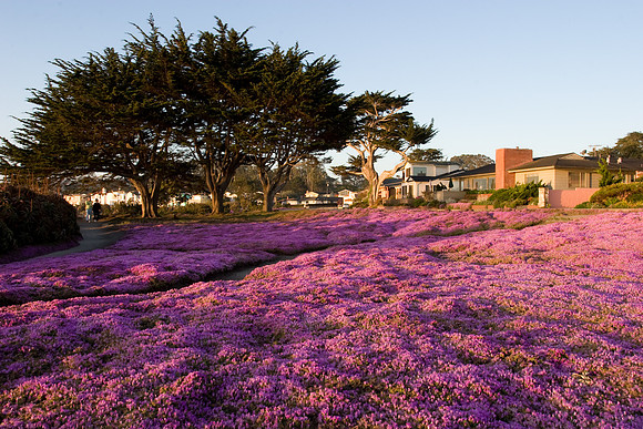 Pacific Grove
