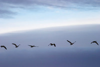 Bosque del Apache 03