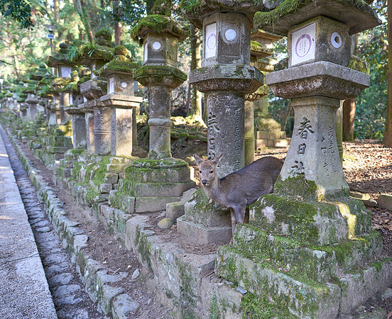 Kasuga Taisha (春日大社)