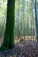 Arashiyama Bamboo Forest (嵐山 竹林の小径)