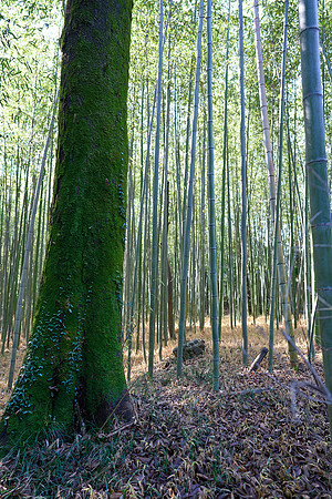Arashiyama Bamboo Forest (嵐山 竹林の小径)