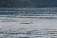 Juneau