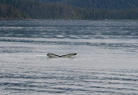 Juneau