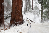 Sequoia National Park