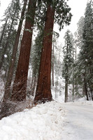 Sequoia National Park