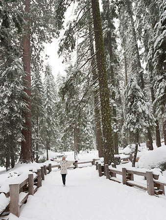 Sequoia National Park