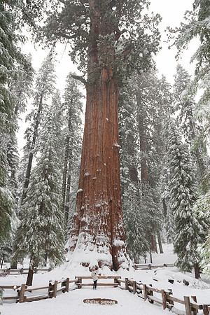 General Sherman Tree