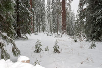 Sequoia National Park