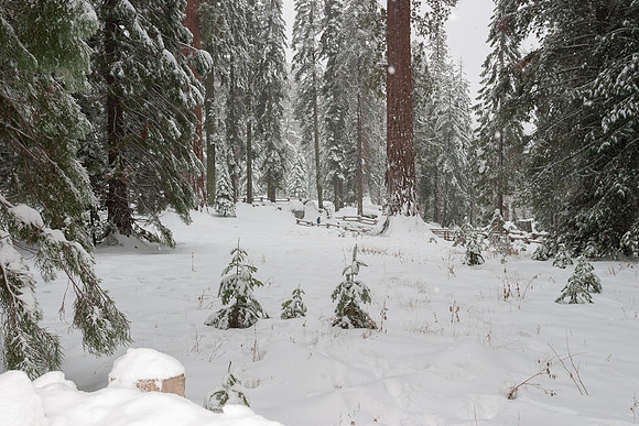 Sequoia National Park