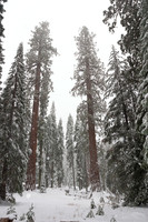 Sequoia National Park