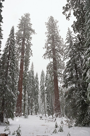 Sequoia National Park