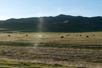 Cows Along Hwy 46