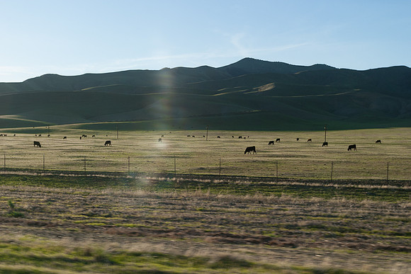 Cows Along Hwy 46