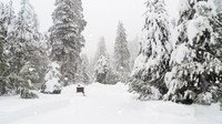 Sequoia National Park