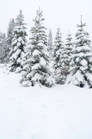 Sequoia National Park