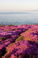 Pacific Grove