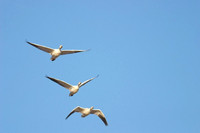 Bosque del Apache 04