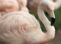 Houston Zoo