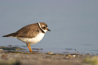 Florida: Fort Desoto, Placida, Venice, Ding Darling, Little Estero Lagoon
