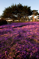 Pacific Grove