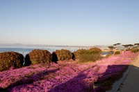 Pacific Grove