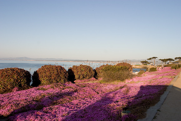 Pacific Grove